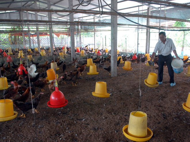 Cấp vắcxin phòng dịch cho 8 tỉnh thành ở miền Trung-Tây Nguyên ảnh 1