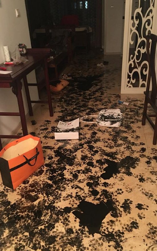 Chú chó "trang trí" lại toàn bộ căn nhà lúc chủ đi xem phim ảnh 2