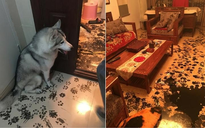 Chú chó "trang trí" lại toàn bộ căn nhà lúc chủ đi xem phim ảnh 1