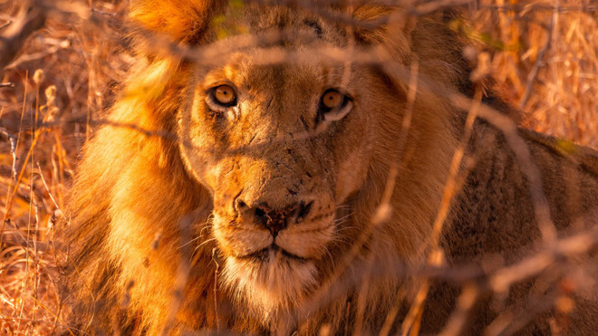 Ngày càng nhiều sư tử hoang dã bị người dân giết hại ở Kenya ảnh 1