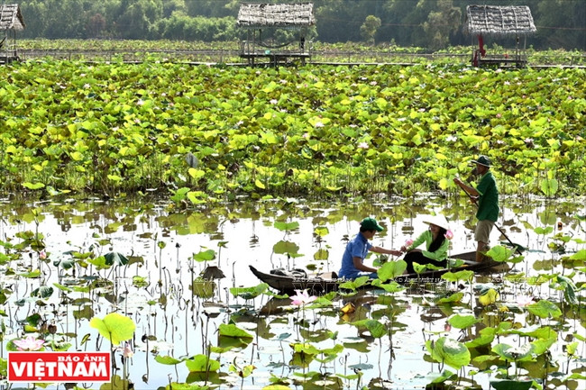 Đến Đồng Sen Gò Tháp thưởng thức hương vị và ẩm thực miệt vườn ảnh 7
