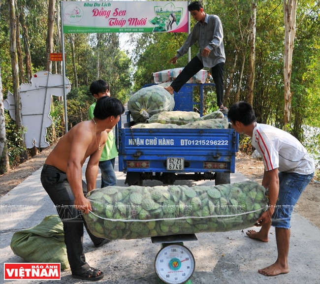 Đến Đồng Sen Gò Tháp thưởng thức hương vị và ẩm thực miệt vườn ảnh 5