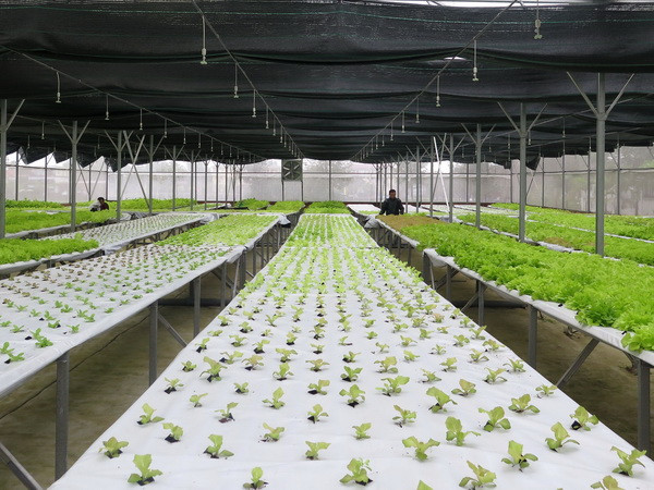 Xây dựng nông trường nông nghiệp công nghệ cao ở ngoại ô Đà Lạt ảnh 1