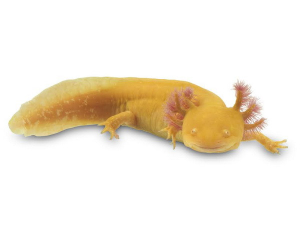 "Quái vật dưới nước" xuất hiện trở lại tại vùng hồ Mexico ảnh 2