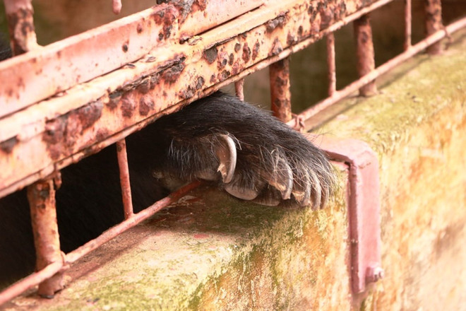 Cứu hộ 5 cá thể gấu ngựa sau 20 năm bị nuôi nhốt tại Mỹ Tho ảnh 3