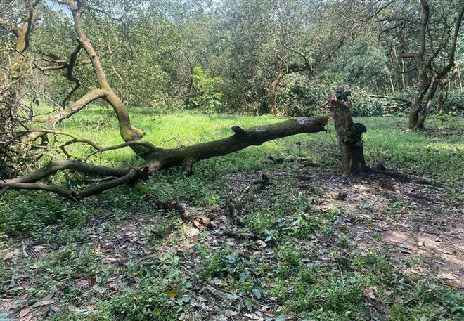 Bình Phước: Mưa lớn kèm dông lốc khiến nhiều cây trồng gãy đổ ảnh 1