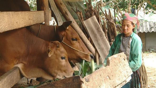 Xây dựng 'thế trận lòng dân' ở khu vực biên giới Hà Giang ảnh 1
