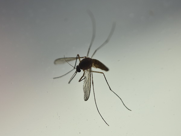 Virus Zika gây ra nhiều dị tật bẩm sinh sau khi biến đổi gene ảnh 1