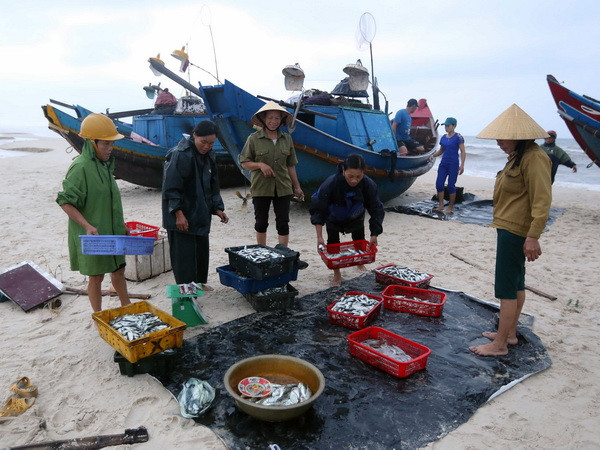 Ngư dân xã Ngư Thủy Nam, huyện Lệ Thủy (Quảng Bình) thu hoạch cá. (Ảnh: Quang Quyết/TTXVN) Đánh giá của Bộ Tài nguyên và Môi trường 1 năm sau sự cố Formosa ảnh 1