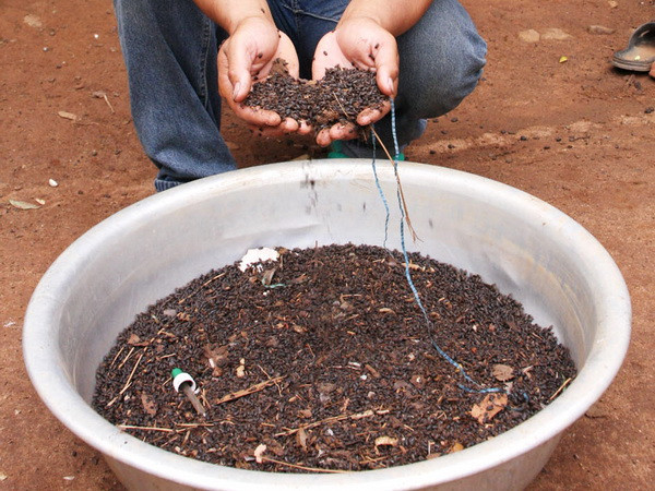 Lo lắng vì bọ đậu đen và kiến ba khoang ở Kon Tum và Bến Tre ảnh 1