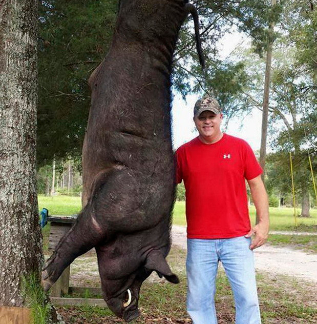 Người cha bình tĩnh cứu con thoát chết trước con lợn rừng khổng lồ ảnh 1