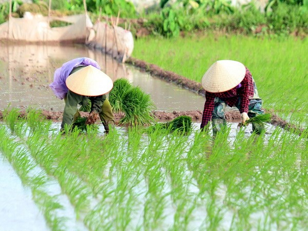 Ảnh minh họa. (Nguồn: TTXVN) Đề xuất hỗ trợ lúa giống cho nông dân ĐBSCL sản xuất vụ Đông Xuân ảnh 1