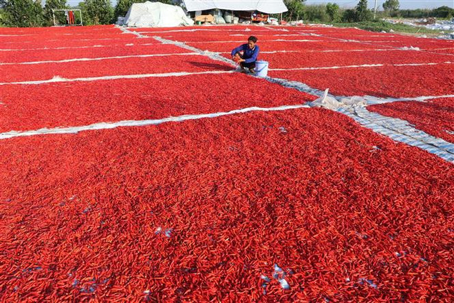 Thông tin Trung Quốc cấm nhập khẩu ớt từ Việt Nam là không chính xác ảnh 1