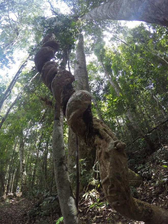 [Video] Rừng cây pơmu độc đáo với nhiều hình thù kỳ lạ ảnh 7