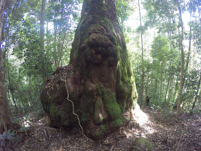[Video] Rừng cây pơmu độc đáo với nhiều hình thù kỳ lạ ảnh 2