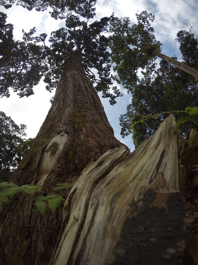 [Video] Rừng cây pơmu độc đáo với nhiều hình thù kỳ lạ ảnh 6
