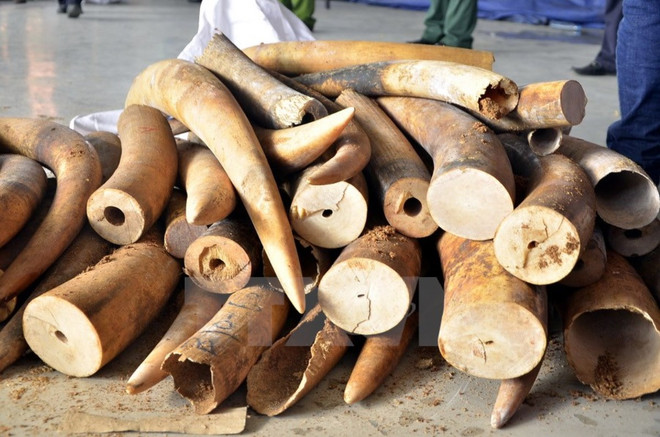 Đại sứ Anh: Sau những chiếc sừng tê giác là máu của rất nhiều người ảnh 2