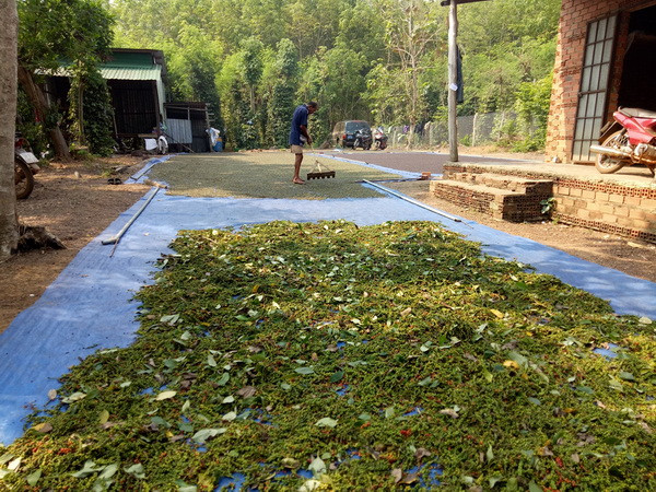 Bà Rịa-Vũng Tàu: Nông dân lao đao vì hồ tiêu rớt giá thê thảm ảnh 1