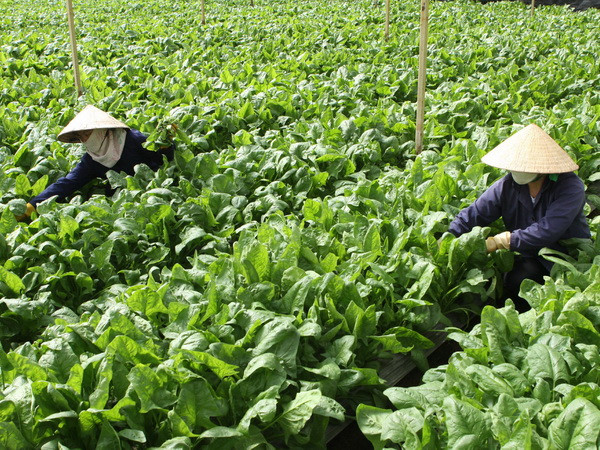 Nhiều loại rau củ đặc sản của Đà Lạt tăng giá mạnh dịp cuối năm ảnh 1