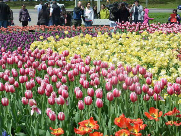 Thủ đô Ottawa rực rỡ trong lễ hội hoa tulip lớn nhất thế giới ảnh 1