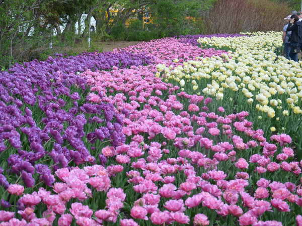 Thủ đô Ottawa rực rỡ trong lễ hội hoa tulip lớn nhất thế giới ảnh 2