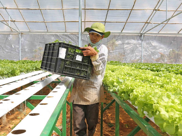 Lâm Đồng hướng tới mục tiêu trở thành thiên đường rau sạch ảnh 1