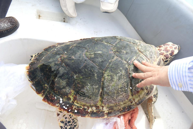 Bình Thuận: Thả cá thể đồi mồi quý hiếm nặng 16kg về biển ảnh 1