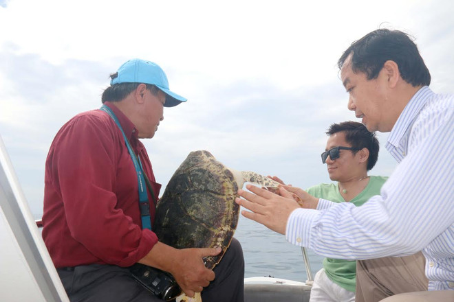 Bình Thuận: Thả cá thể đồi mồi quý hiếm nặng 16kg về biển ảnh 2