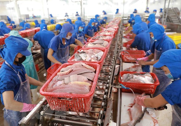 Chế biến cá tra xuất khẩu. (Nguồn: TTXVN) Xuất khẩu thủy sản của cả nước dự đoán sẽ cán mốc 11 tỷ USD ảnh 1