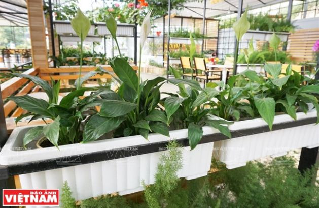 Trải nghiệm du lịch nông nghiệp trong “chiếc hộp xanh” ở Đà Lạt ảnh 5