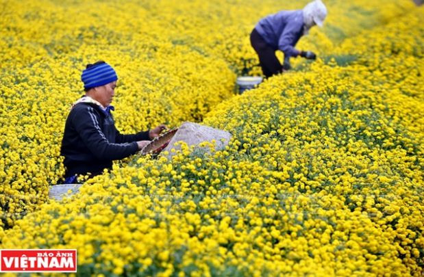 Rộn ràng mùa thu hoạch hoa cúc tiến vua ở thôn Nghĩa Trai ảnh 5