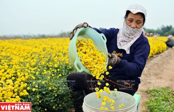 Rộn ràng mùa thu hoạch hoa cúc tiến vua ở thôn Nghĩa Trai ảnh 10