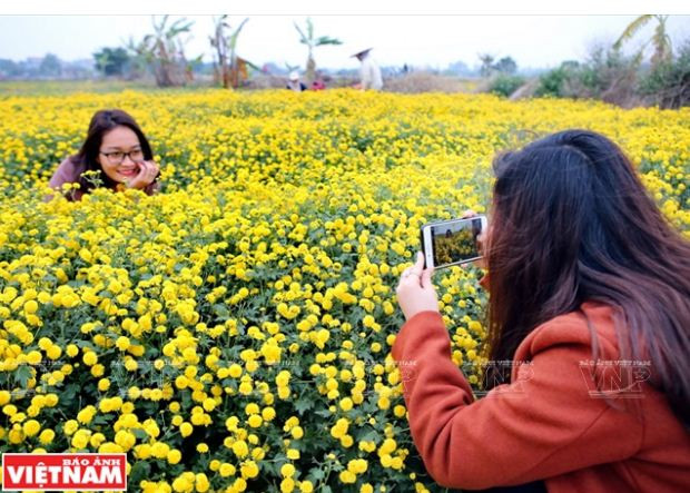 Rộn ràng mùa thu hoạch hoa cúc tiến vua ở thôn Nghĩa Trai ảnh 14