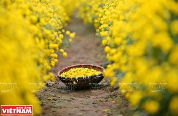 Rộn ràng mùa thu hoạch hoa cúc tiến vua ở thôn Nghĩa Trai ảnh 1