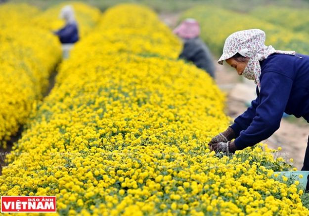 Rộn ràng mùa thu hoạch hoa cúc tiến vua ở thôn Nghĩa Trai ảnh 13