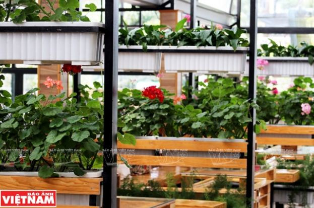 Trải nghiệm du lịch nông nghiệp trong “chiếc hộp xanh” ở Đà Lạt ảnh 6