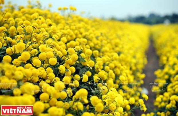 Rộn ràng mùa thu hoạch hoa cúc tiến vua ở thôn Nghĩa Trai ảnh 7