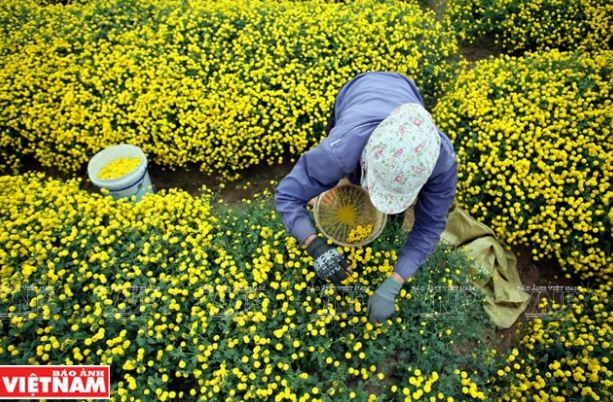 Rộn ràng mùa thu hoạch hoa cúc tiến vua ở thôn Nghĩa Trai ảnh 8