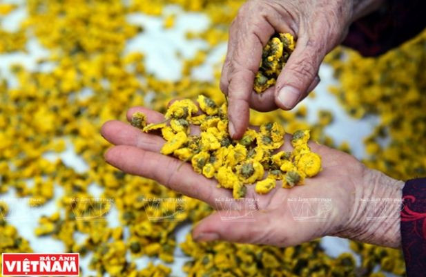 Rộn ràng mùa thu hoạch hoa cúc tiến vua ở thôn Nghĩa Trai ảnh 17