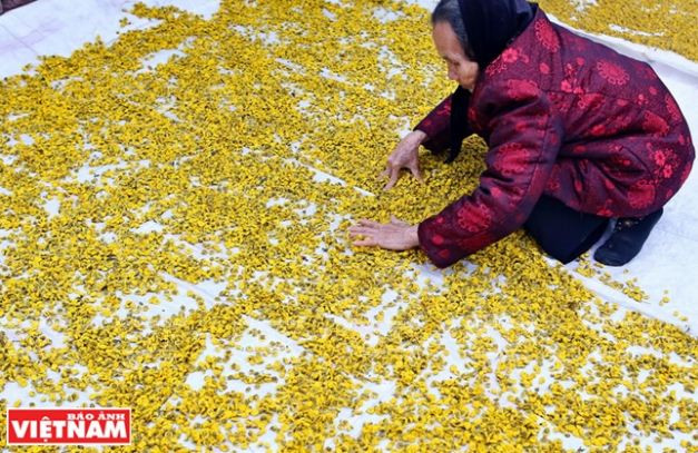 Rộn ràng mùa thu hoạch hoa cúc tiến vua ở thôn Nghĩa Trai ảnh 15