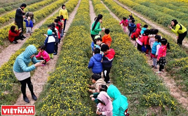 Rộn ràng mùa thu hoạch hoa cúc tiến vua ở thôn Nghĩa Trai ảnh 3