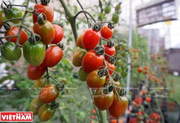 Trải nghiệm du lịch nông nghiệp trong “chiếc hộp xanh” ở Đà Lạt ảnh 14