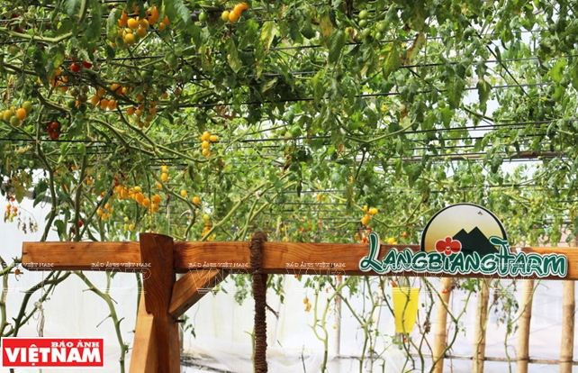 Trải nghiệm du lịch nông nghiệp trong “chiếc hộp xanh” ở Đà Lạt ảnh 13