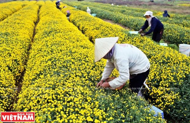 Rộn ràng mùa thu hoạch hoa cúc tiến vua ở thôn Nghĩa Trai ảnh 4