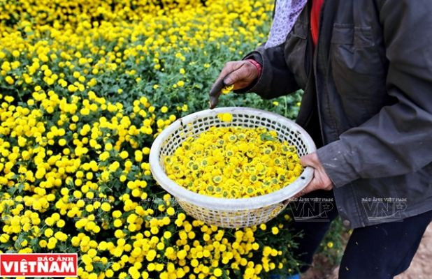 Rộn ràng mùa thu hoạch hoa cúc tiến vua ở thôn Nghĩa Trai ảnh 9