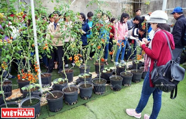 Trải nghiệm du lịch nông nghiệp trong “chiếc hộp xanh” ở Đà Lạt ảnh 11