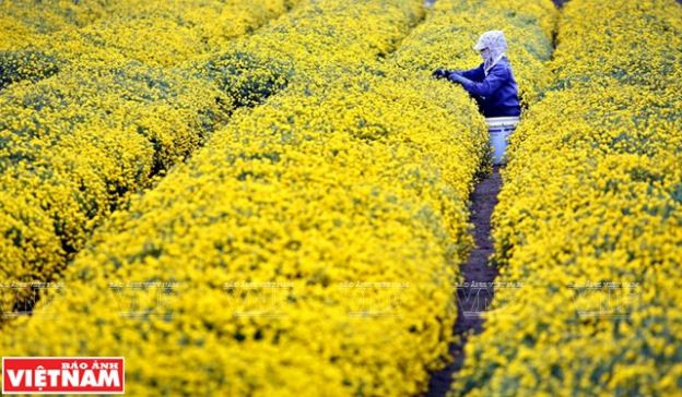 Rộn ràng mùa thu hoạch hoa cúc tiến vua ở thôn Nghĩa Trai ảnh 12