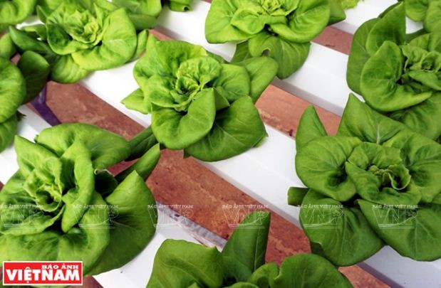 Trải nghiệm du lịch nông nghiệp trong “chiếc hộp xanh” ở Đà Lạt ảnh 12