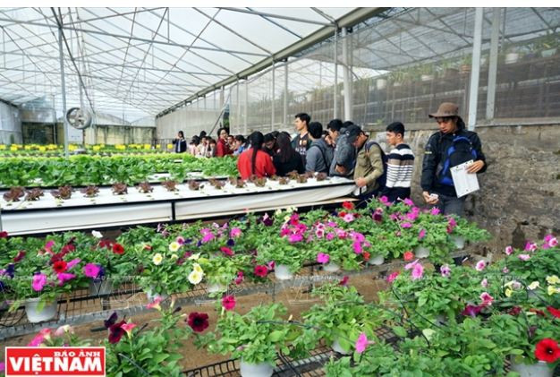 Trải nghiệm du lịch nông nghiệp trong “chiếc hộp xanh” ở Đà Lạt ảnh 10