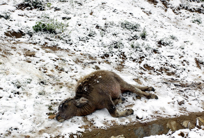 Hơn 3.900 con gia súc và nhiều hécta rau màu bị thiệt hại do rét ảnh 1